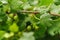 Green currant on a blur leaves backgrounds
