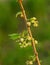 Green currant on a blur leaves backgrounds