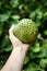 Green Custard Apple Fruit or Sweet Soursop in Hand