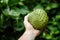 Green Custard Apple Fruit or Sweet Soursop in Hand