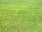 Green cut grass in spring. Football or soccer field green grass background.