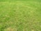 Green cut grass in spring. Football or soccer field green grass background.