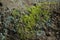 Green and cyan lichen on rock texture