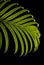 Green cycas leaf