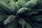 Green cycas leaf pattern, natural texture background concept