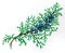 Green cypress branch with cones painted by watercolor on white paper, illustration, isolate