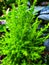 green cypress monterey plant with small buds in a pot