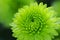 Green dahlia flower close up
