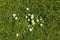 Green daisy flower carpet meadow in spring
