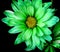 Green Daisy Macro