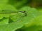 Green Damselfly Eating Prey