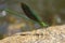 Green damselfly perched on rock