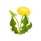 Green dandelion with yellow flower and closed head. Wild plant. Medical herd. Nature theme. Flat vector design