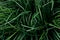 Green dark grass texture background