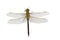 Green Darner Dragonfly