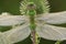 Green Darner Dragonfly