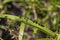 Green-Darner Dragonfly - Anax junius