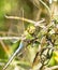 Green Darner dragonfly camouflaged on a plant stem