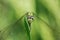 Green darners dragonfly resting on rice leaves in close-up