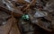 Green dart frog surrounded by dry brown leaves