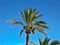 A green date palm against the background of a blue sky.