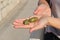 Green date palm fruits in hand