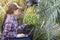 Green Date palm or Phoenix dactylifera with farmer checking quality by laptop