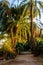 Green date palm trees against the blue sky