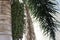 Green dates palm tree in summer in the city of federation, province of entre rios argentina