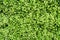 Green dave plant background