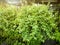Green Dave pot with blurred garden background