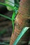 Green day gecko on tree trunk