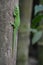 Green Daygecko