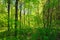 Green Deciduous Forest Summer Nature. Sunny Trees