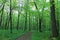 Green deciduous forest on a sunny day