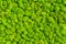 Green decorative moss texture wallpaper