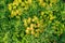 Green decorative plant grass, background, texture. Blooming Euphorbia cyparissias ornamental perennial in landscape