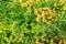 Green decorative plant grass, background, texture. Blooming Euphorbia cyparissias ornamental perennial in landscape