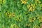 Green decorative plant grass, background, texture. Blooming Euphorbia cyparissias ornamental perennial in landscape design garden