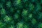 Green decorative plant grass, background, texture. Euphorbia cyparissias ornamental perennial in landscape design garden or park