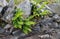 Green deer fern, Blechnum spicant growing out of wall.