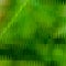 Green defocused background