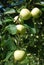 Green delicious apples grow on a tree in the garden