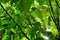 Green and dense Ambarella Spondias dulcis tree leaves background