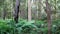 Green dense ferns at the bottom of native trees with different colors of bark.