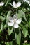 Green with dense grey-white pubescence leaves and white flowers of quince