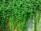 green and dense leaves of vines that climb over the concrete fence