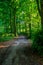 Green densely packed trees in Haagse Bos, The Hague forest