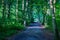 Green densely packed trees in Haagse Bos, The Hague forest