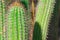 Green Desert Cacti: Cactus in the Desert Macro